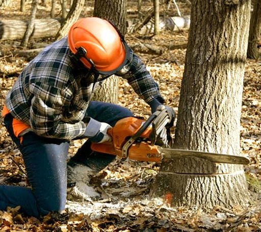 Tree Removal in Georgetown, MA